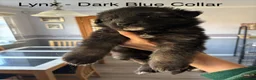 German Shepherd dogs for sale: Pure pedigree KC registered German shepard puppies - Advert 6