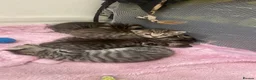 Mixed Breed cats for sale: 5 beautiful kittens - Advert 3