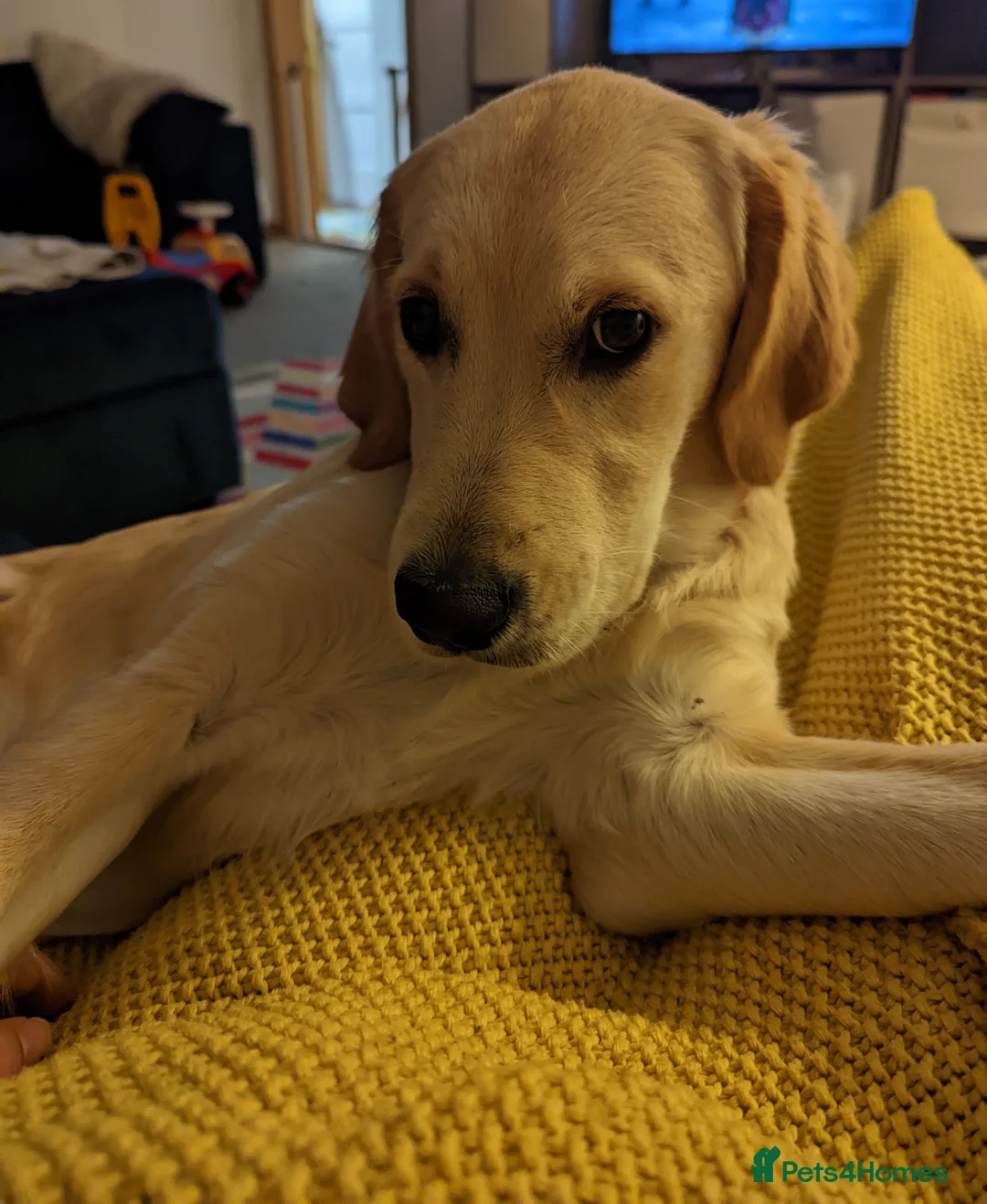 Golden Retriever dogs for sale: Kennel Club Registered Golden Retriever Puppies  - Advert 10