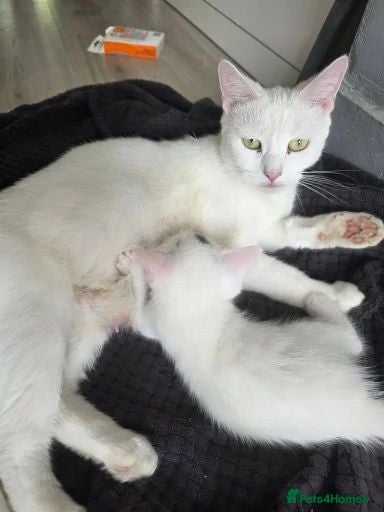 Ragdoll cats Beautiful White Ragdoll Kitten 🤍🐾 - Advert 5