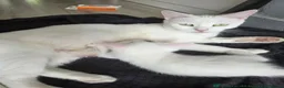Ragdoll cats for sale: Beautiful White Ragdoll Kitten 🤍🐾 in Bristol - Advert 1