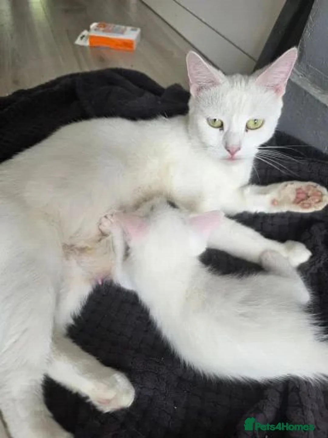 Ragdoll cats for sale: Beautiful White Ragdoll Kitten 🤍🐾 in Bristol - Advert 1