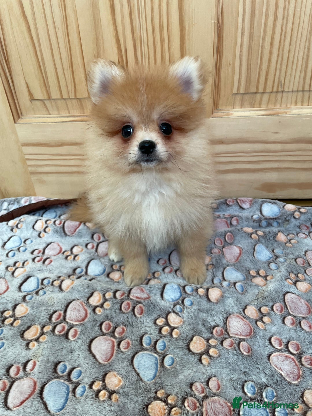 Pomeranian dogs for sale: Two puppies left Ready to Leave  - Image 4
