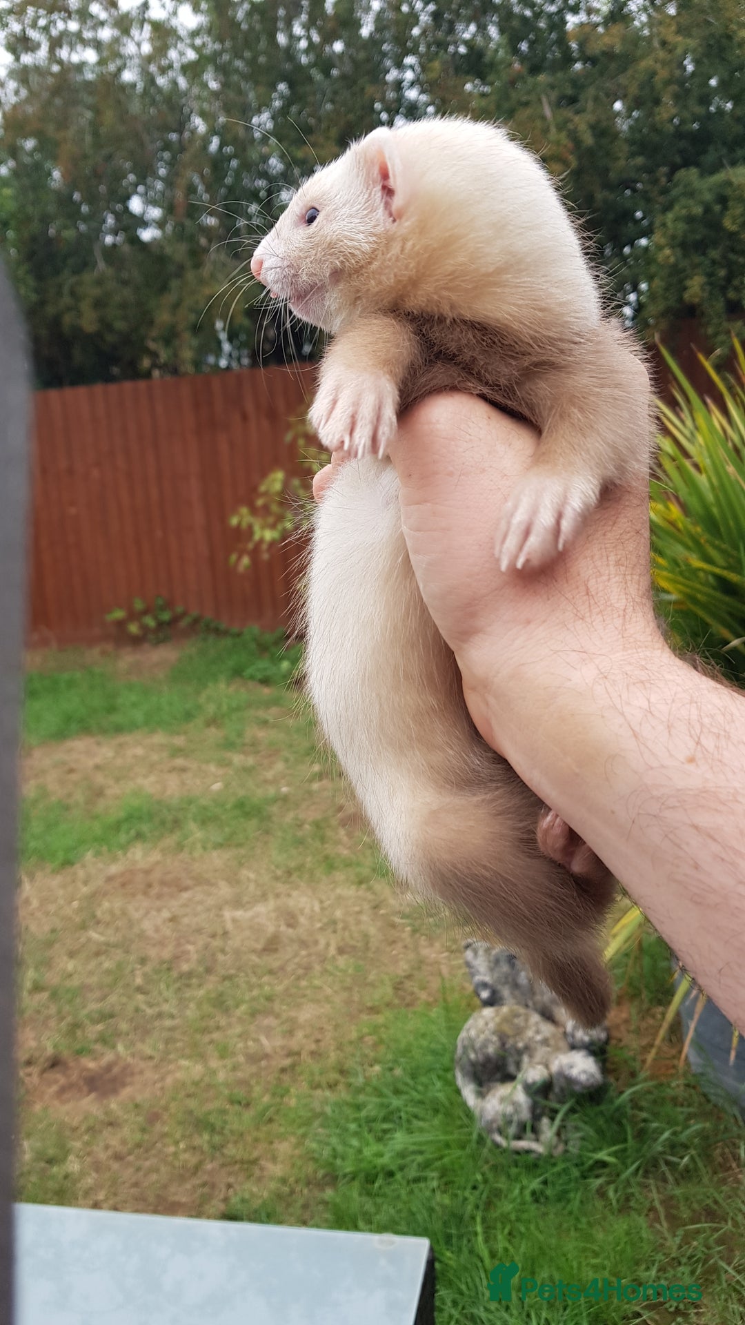 Ferret rodents for sale: Last 2 Jill's ready to leave now  - Image 6