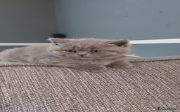 British Shorthair cats for sale: GCCF Registered British Shorthair  - Image 5