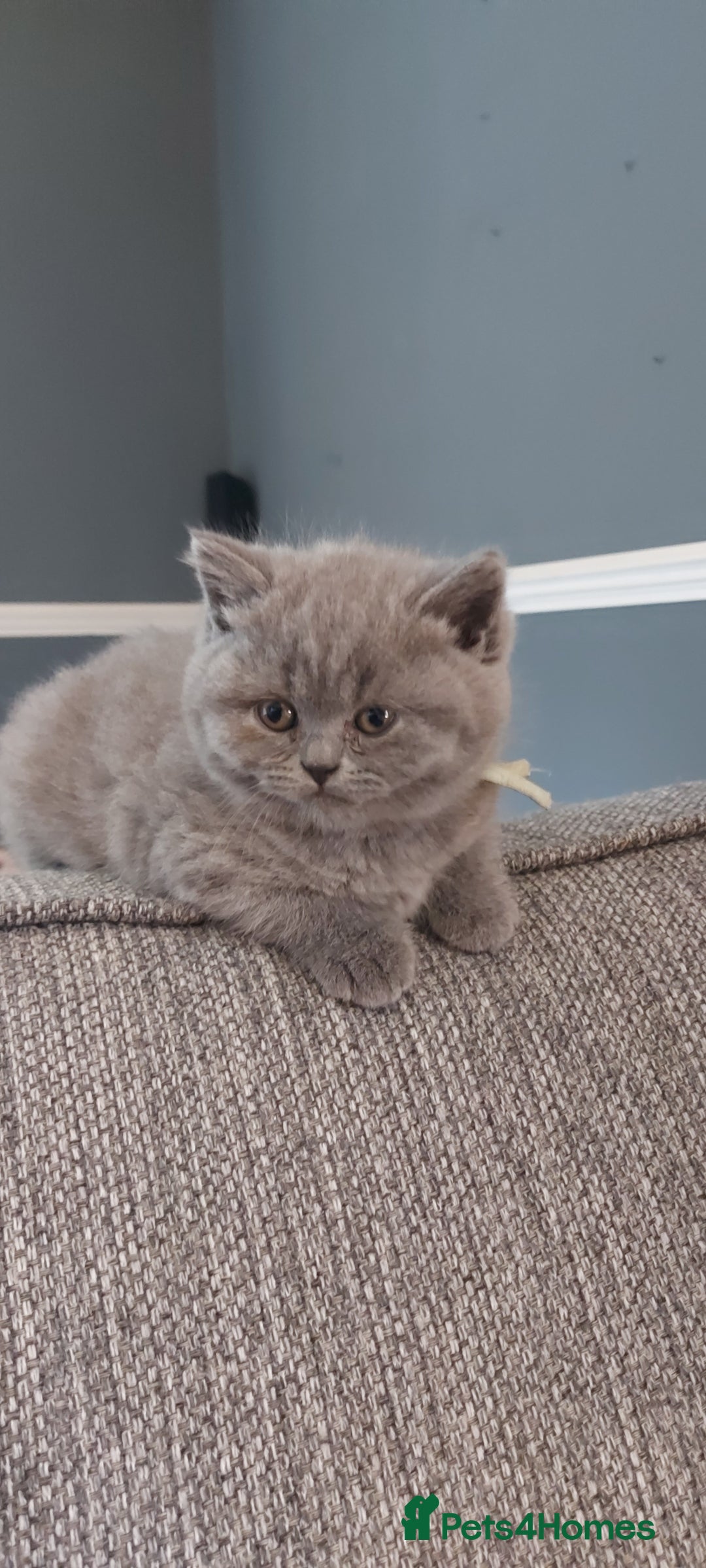 British Shorthair cats for sale: GCCF Registered British Shorthair  - Image 5