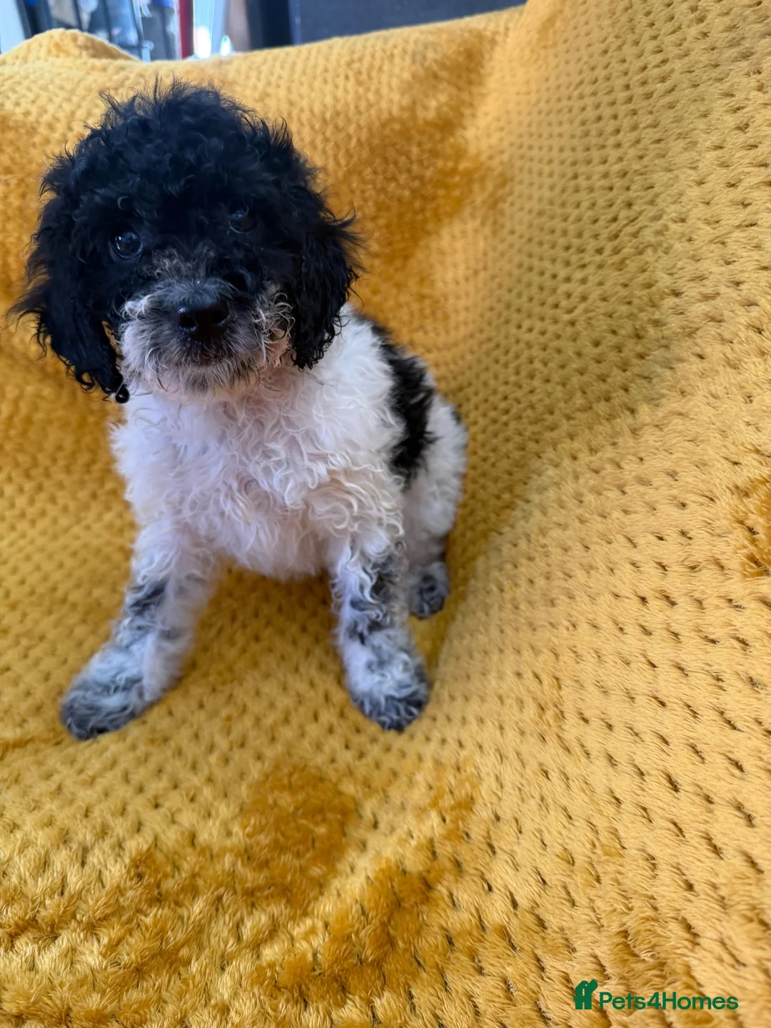 Cockapoo dogs for sale: Cockapoo puppies - Advert 1