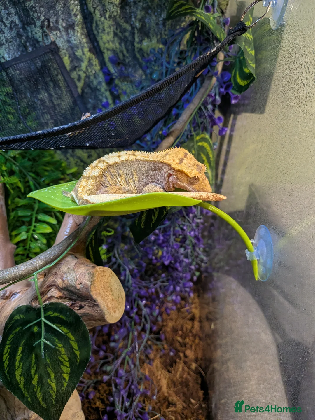 Gecko reptiles for sale: full crested gecko set up  in Wolverhampton - Advert 4