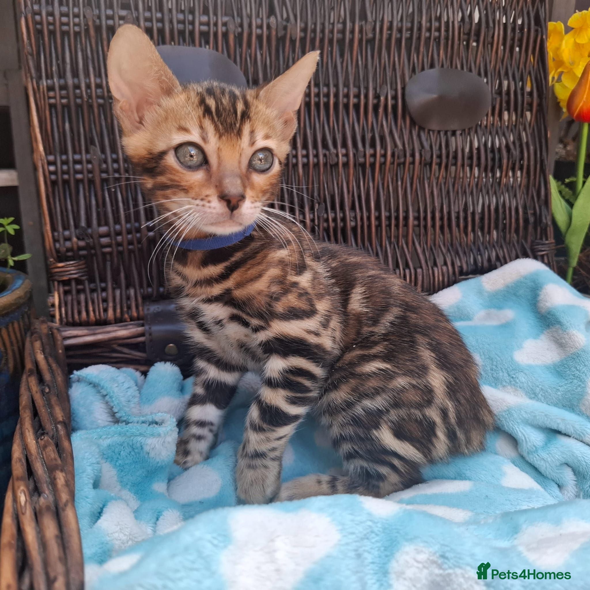 Bengal cats Stunning Bengal Kittens  - Advert 7