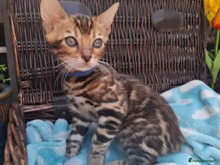 Bengal cats Stunning Bengal Kittens - Advert 7