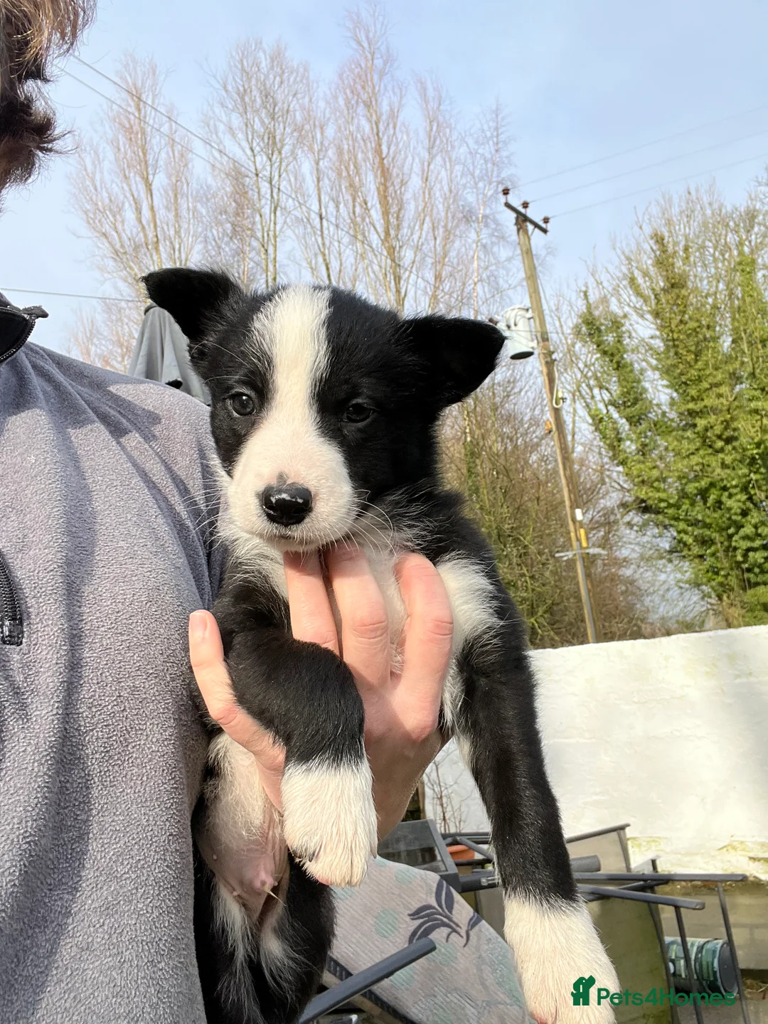 Border Collie dogs for sale: Border collie puppies - Advert 5