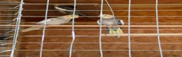 Cockatiels birds for sale: Young beautiful and healthy cocktails and budgies  - Advert 11