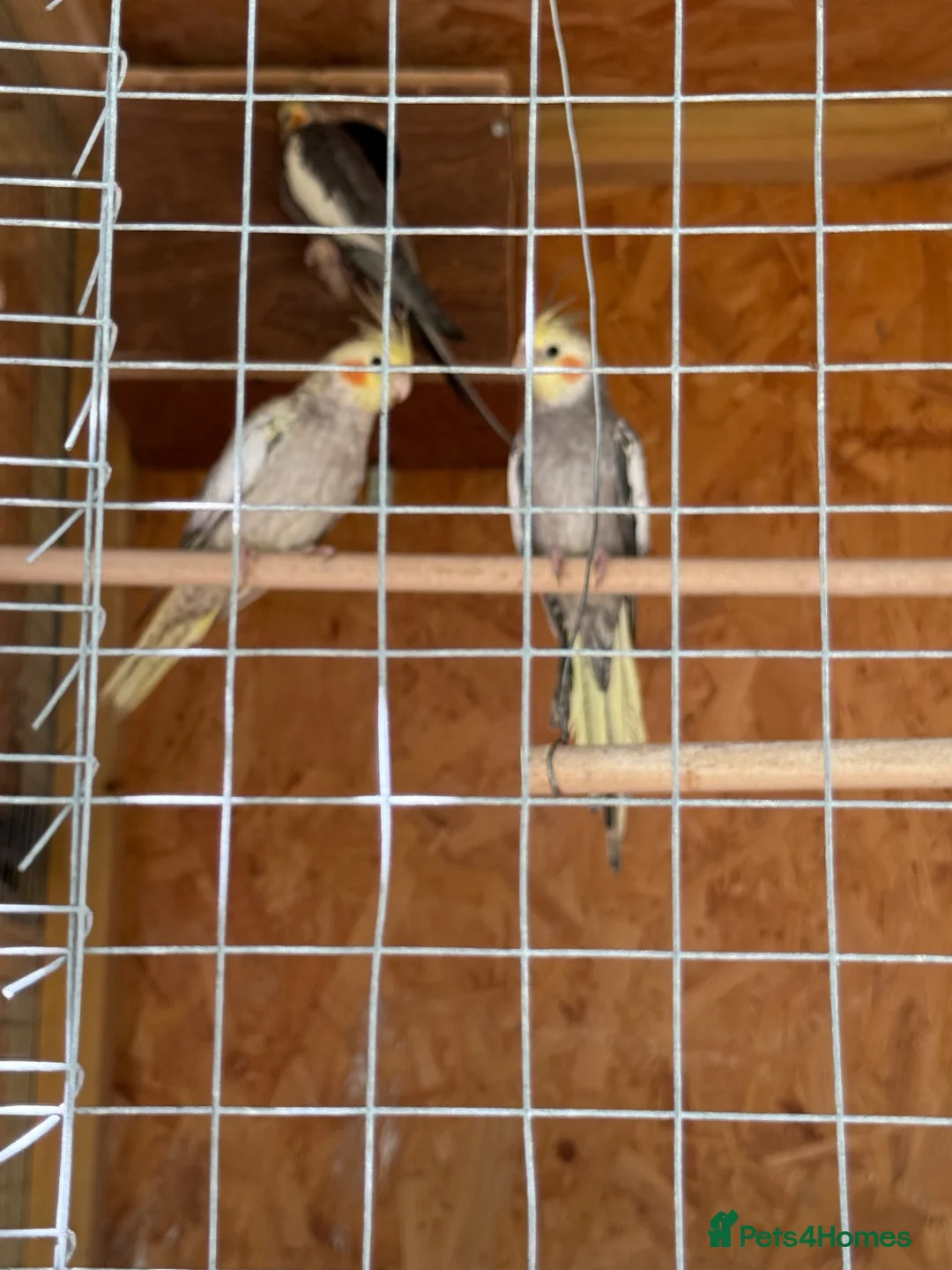 Cockatiels birds for sale: Young beautiful and healthy cocktails and budgies  - Advert 11