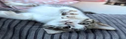 Mixed Breed cats for sale: Tabby kitten  - Advert 19