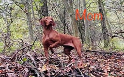Hungarian Vizsla dogs for sale:   ⚜️Hungarian Vizsla puppies⚜️ - Image 22