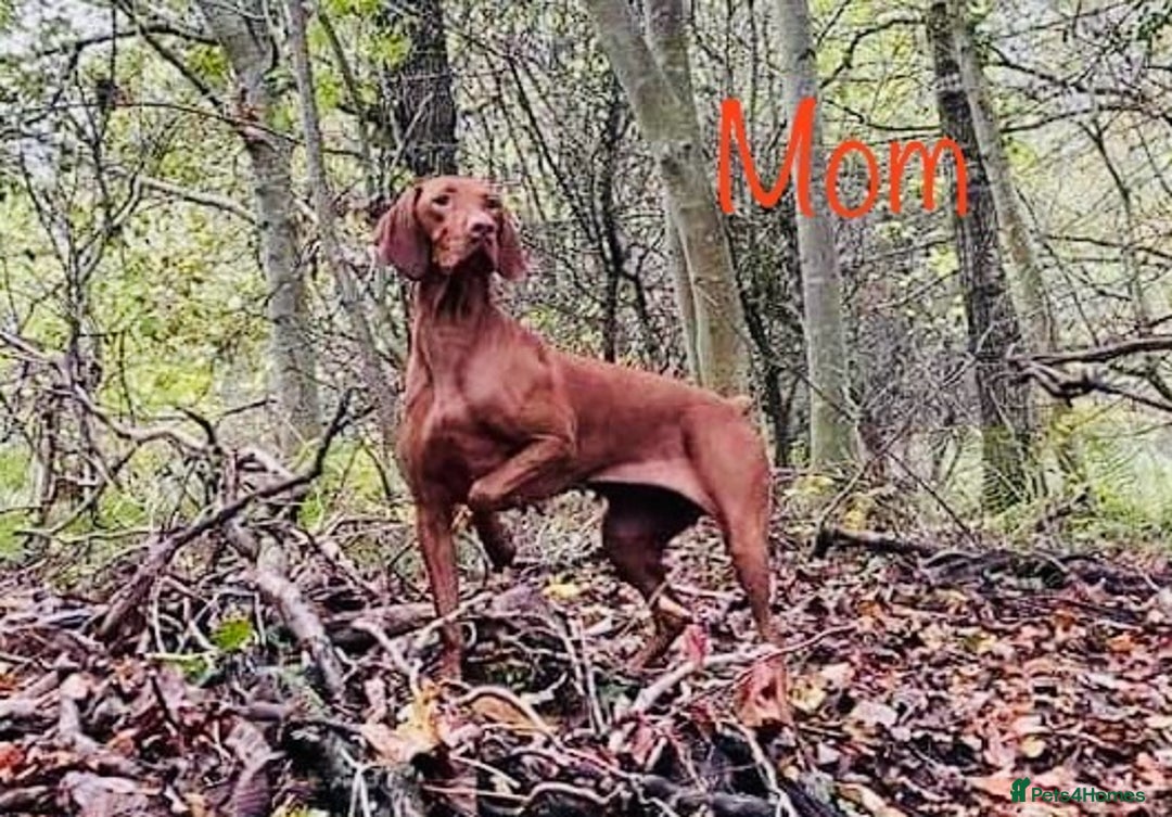 Hungarian Vizsla dogs for sale:   ⚜️Hungarian Vizsla puppies⚜️ - Image 22
