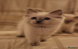 Ragdoll cats for sale: Ragdoll Kittens, One male and one female.  - Image 4