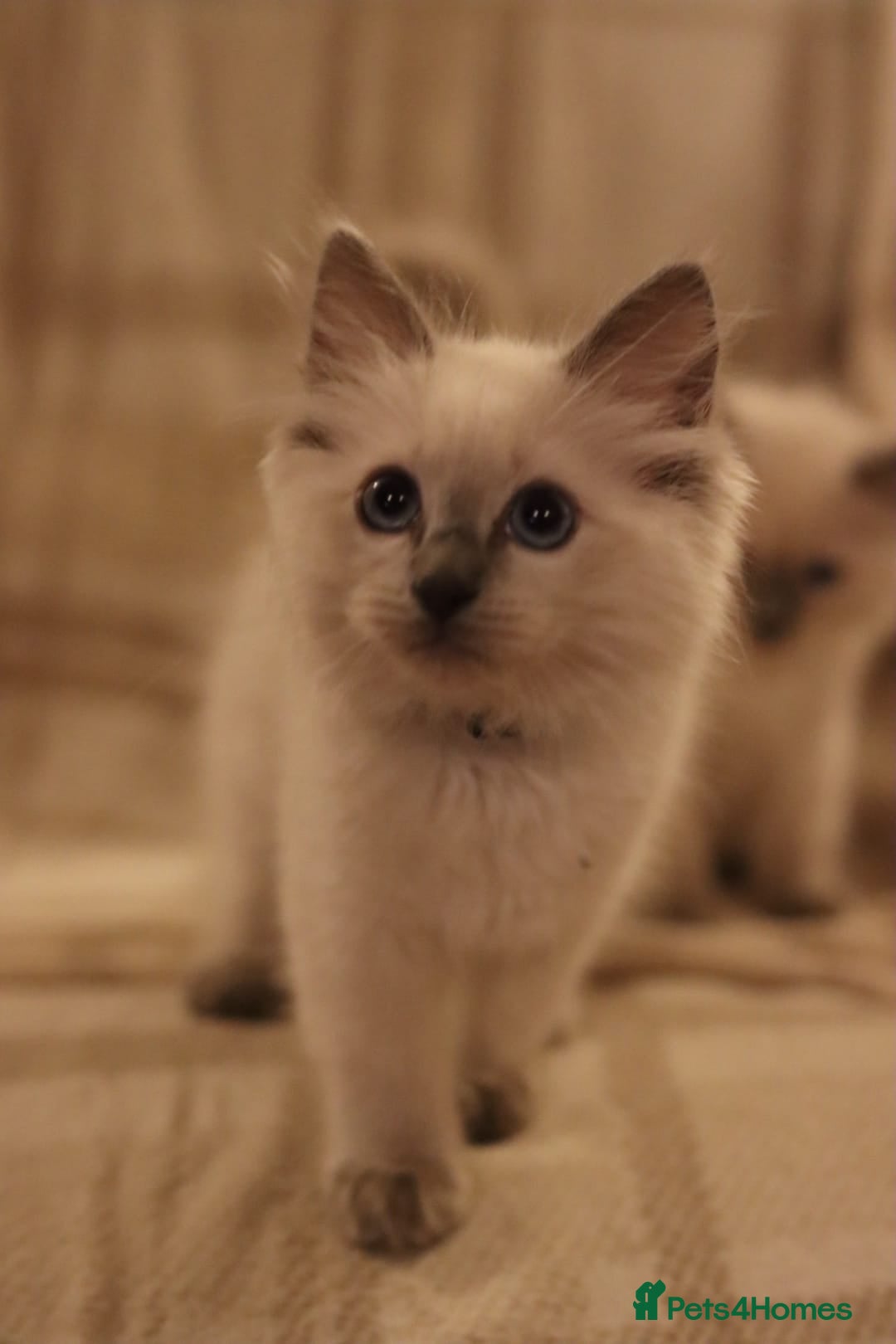 Ragdoll cats for sale: Ragdoll Kittens, One male and one female.  - Image 4