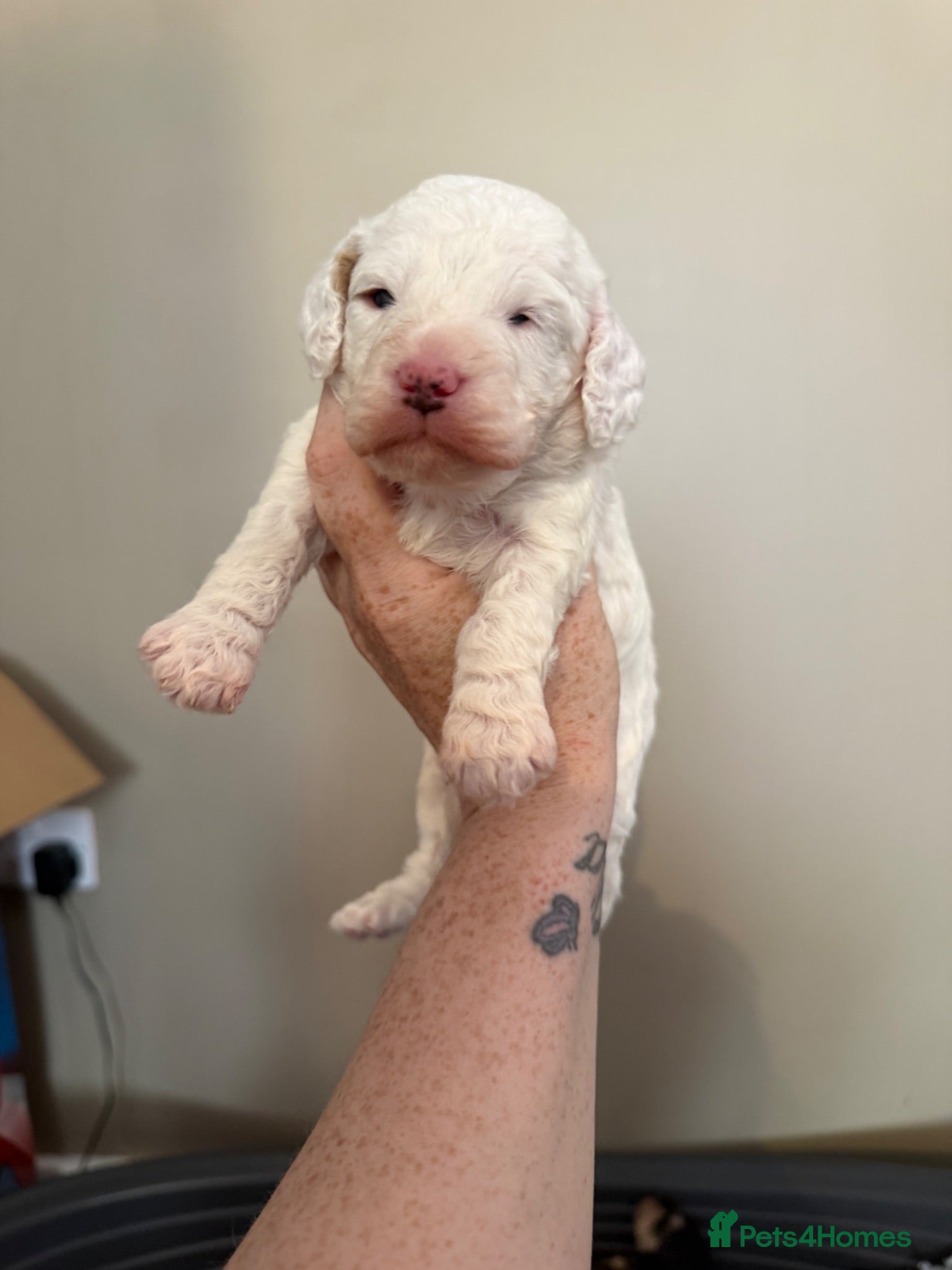 Australian Labradoodle dogs Update pics Snowys Australian labradoodles  - Advert 2
