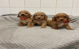 Cockapoo dogs for sale: Beautiful pra clear cockapoo puppy’s  - Image 3