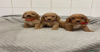 Cockapoo dogs - Advert 8
