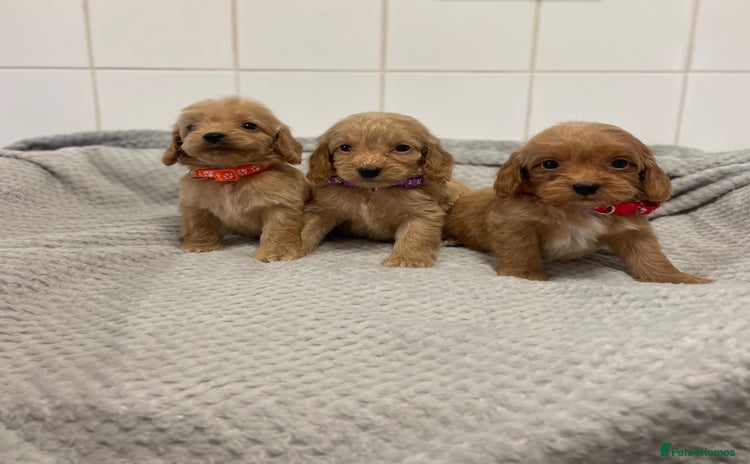 Cockapoo dogs - Advert 4