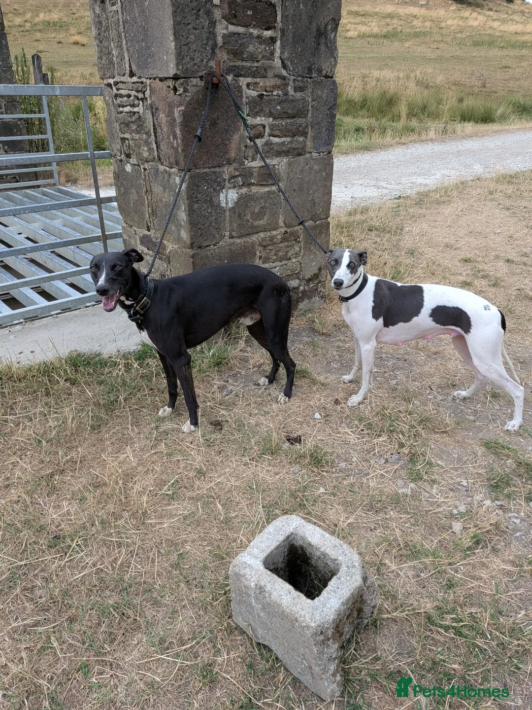 Whippet dogs for sale: KC REGISTERED WHIPPET PUPPIES – READY 31ST AUGUST - Advert 2