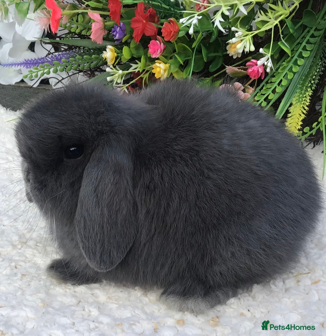 Mini Lop rabbits for sale: Mini lop buck - Advert 6