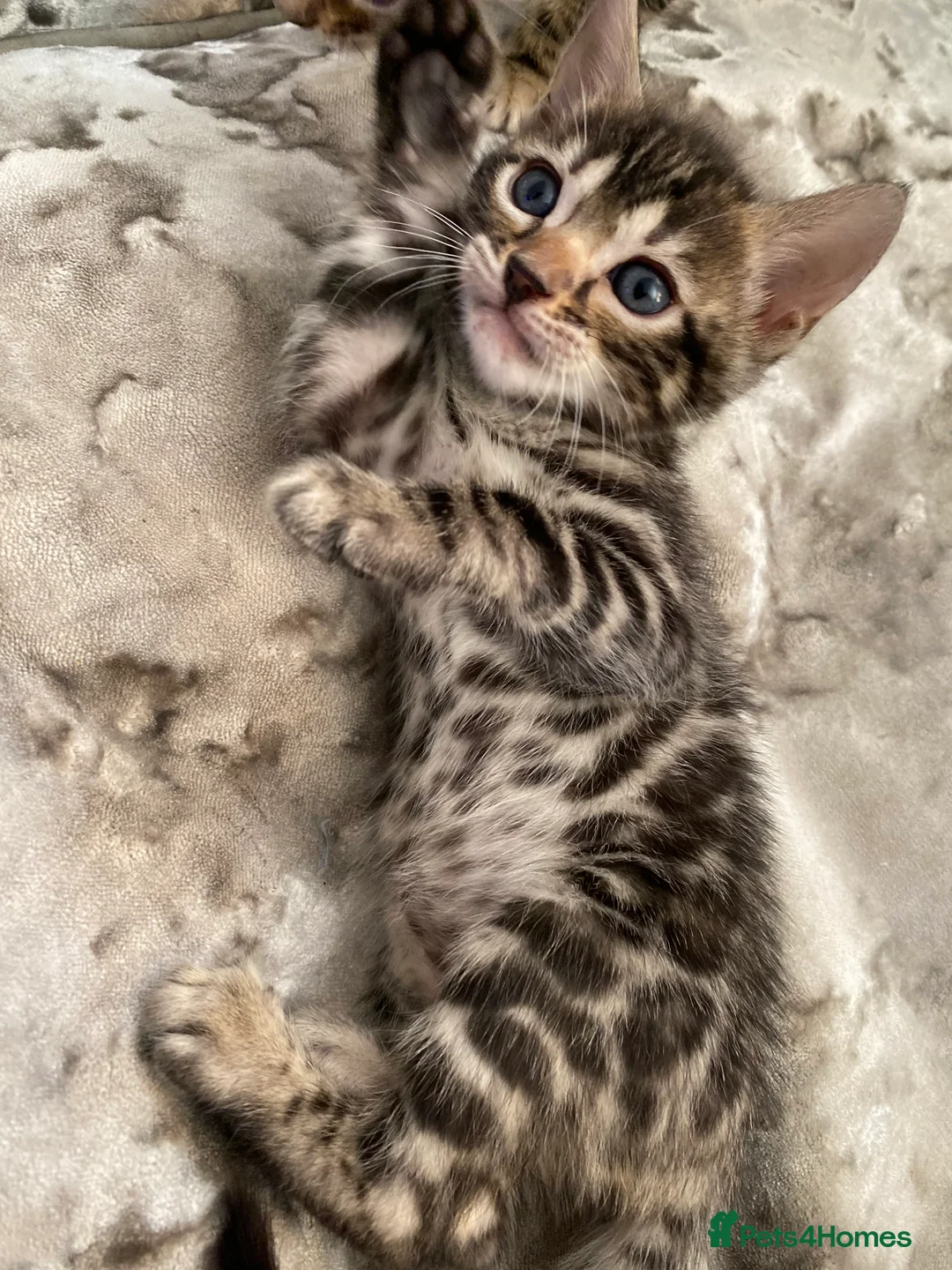 Bengal cats for sale: Silver and Brown Pedigree Bengal Kittens For Sale  - Advert 10