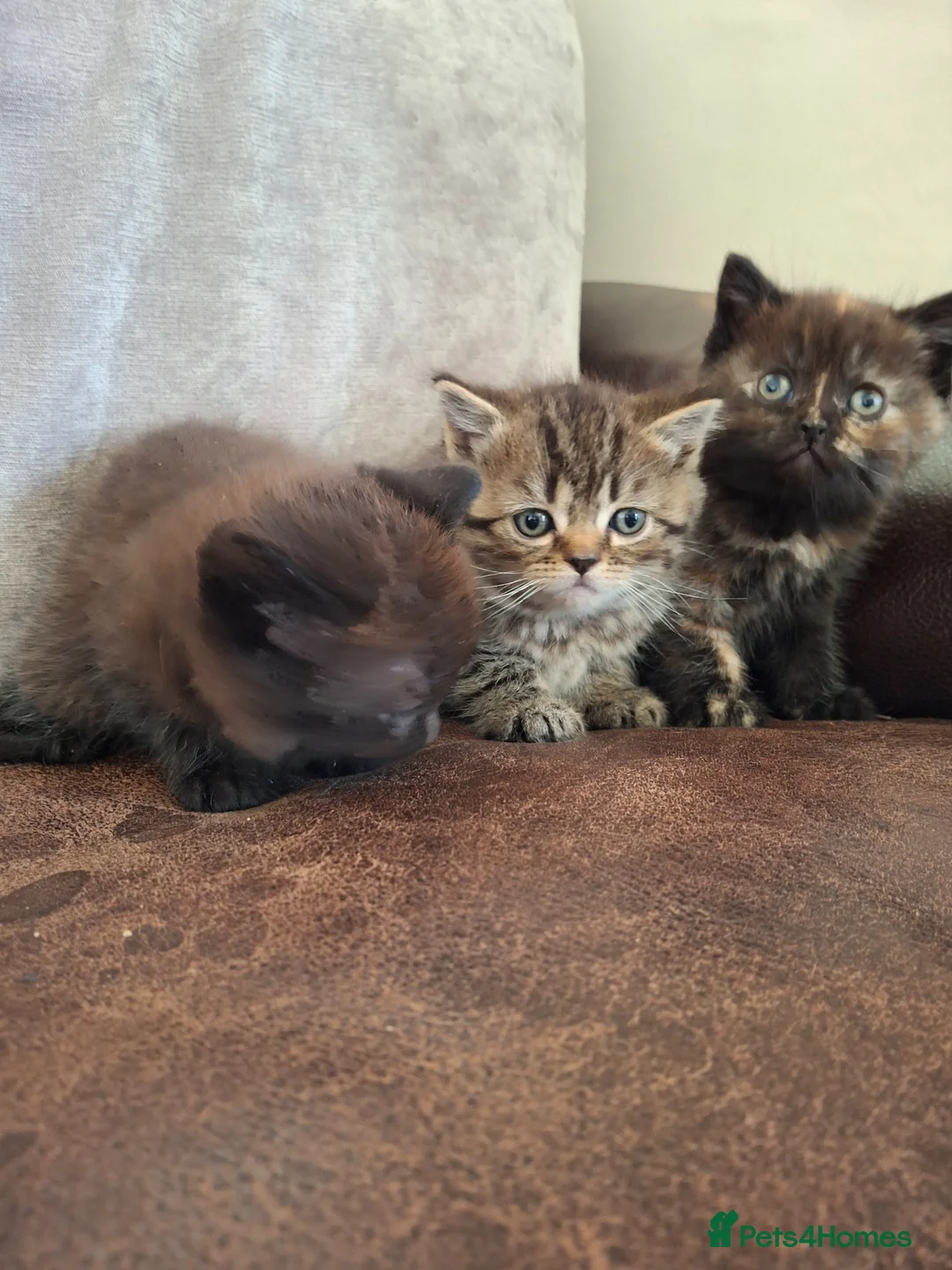 Persian cats for sale: Persian Cross Kittens for Sale - Advert 12