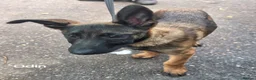 Mixed Breed dogs for sale: German Shepherd x in Sunderland - Advert 5