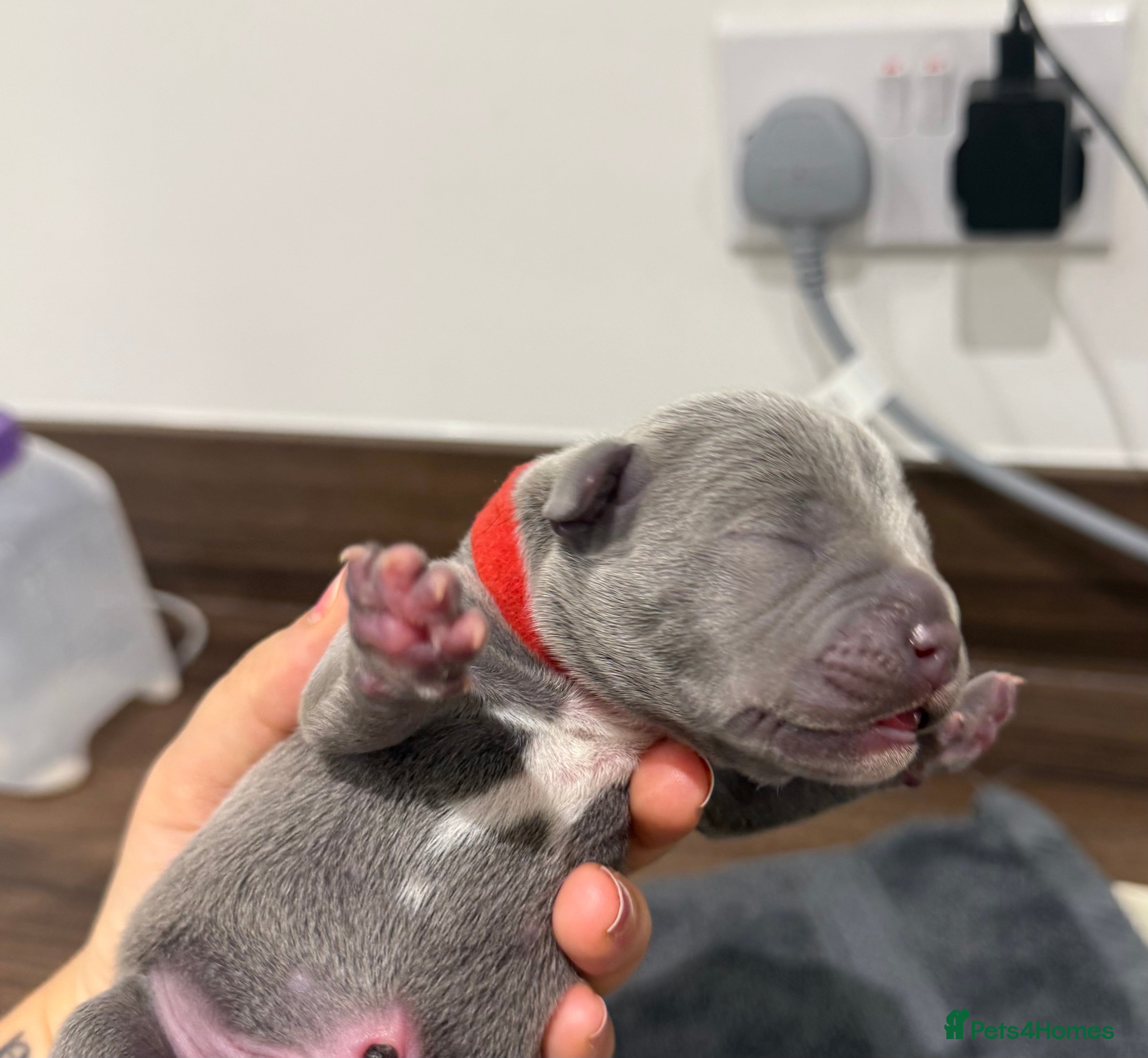 Staffordshire Bull Terrier dogs for sale: Stunning Kc staffie pups for sale - Advert 2