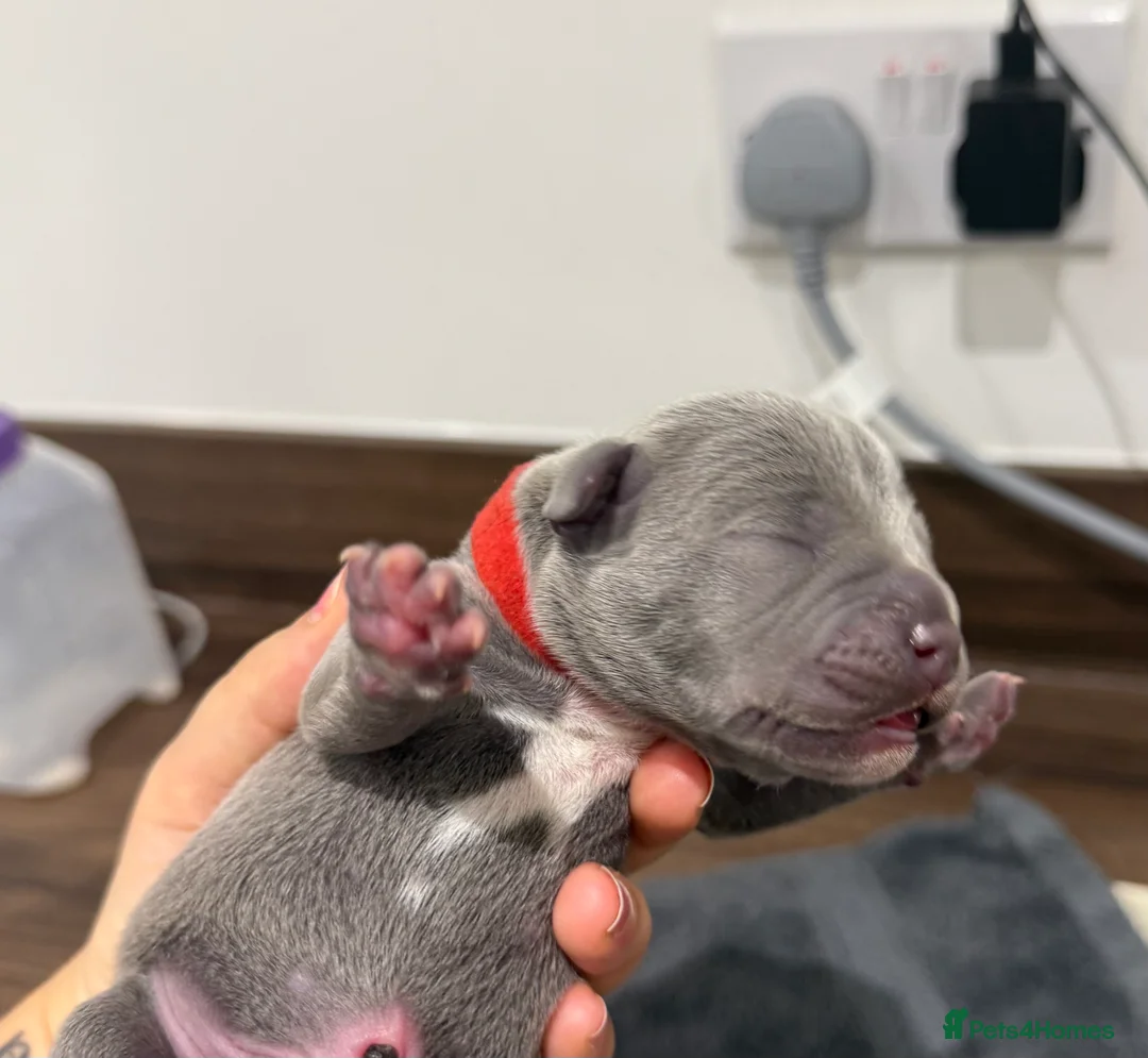 Staffordshire Bull Terrier dogs for sale: Stunning Kc staffie pups for sale in Gateshead - Advert 2