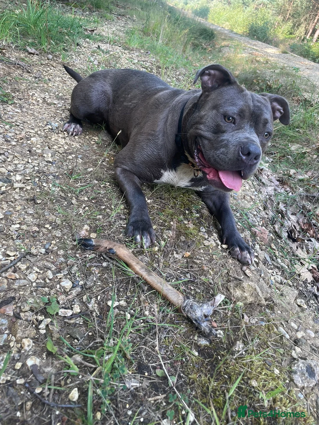 Mixed Breed dogs for sale: Pumpkin  - Advert 2