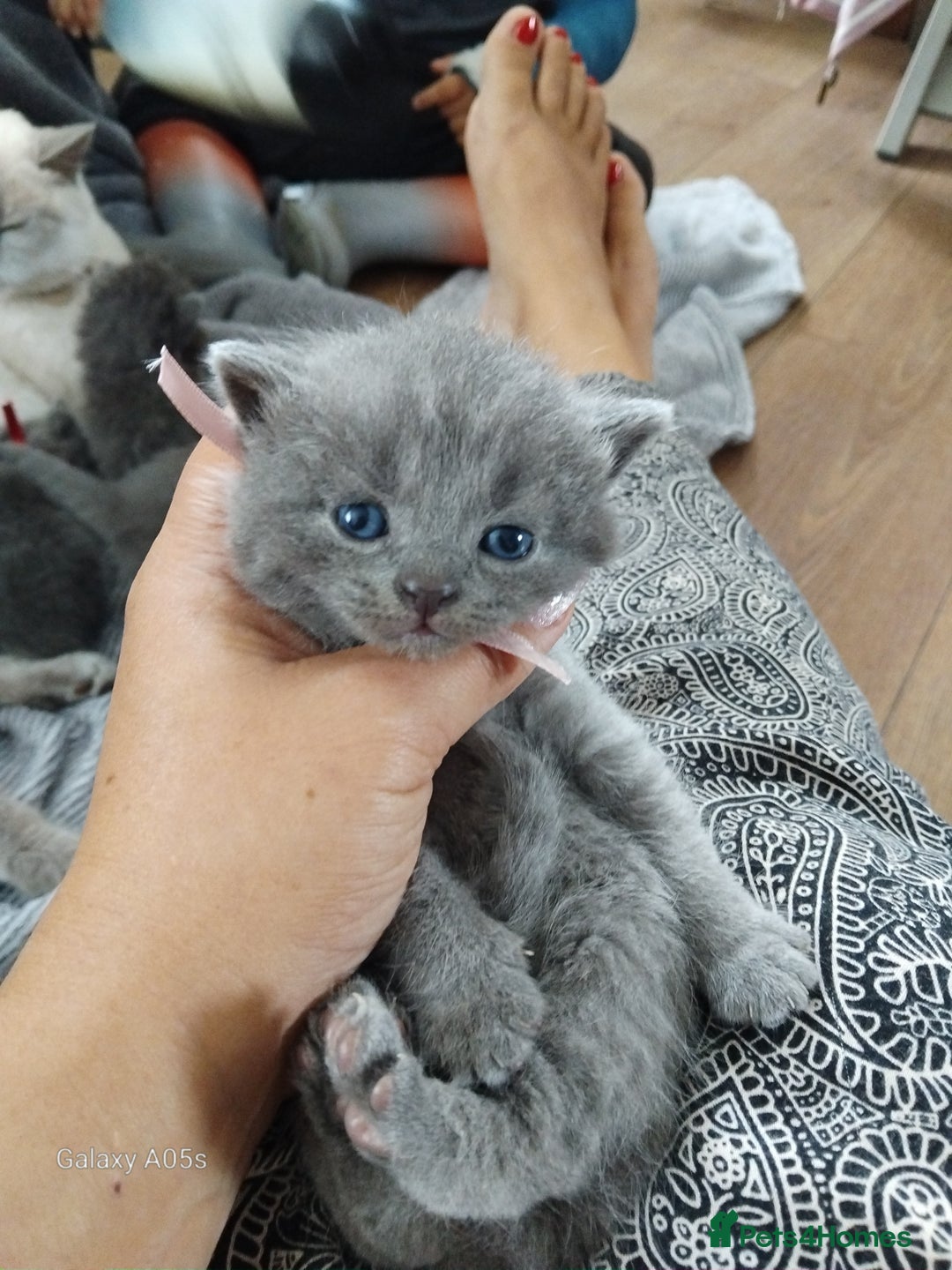 British Shorthair cats for sale: Blue British sorthair kittens available - Image 11