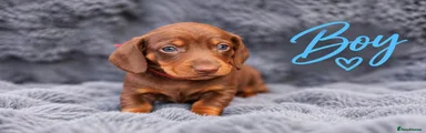 Miniature Dachshund 6