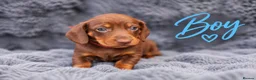 Miniature Dachshund dogs for sale: ❤️KC registered 8 Miniature Dachshund Puppies ❤️ - Advert 7