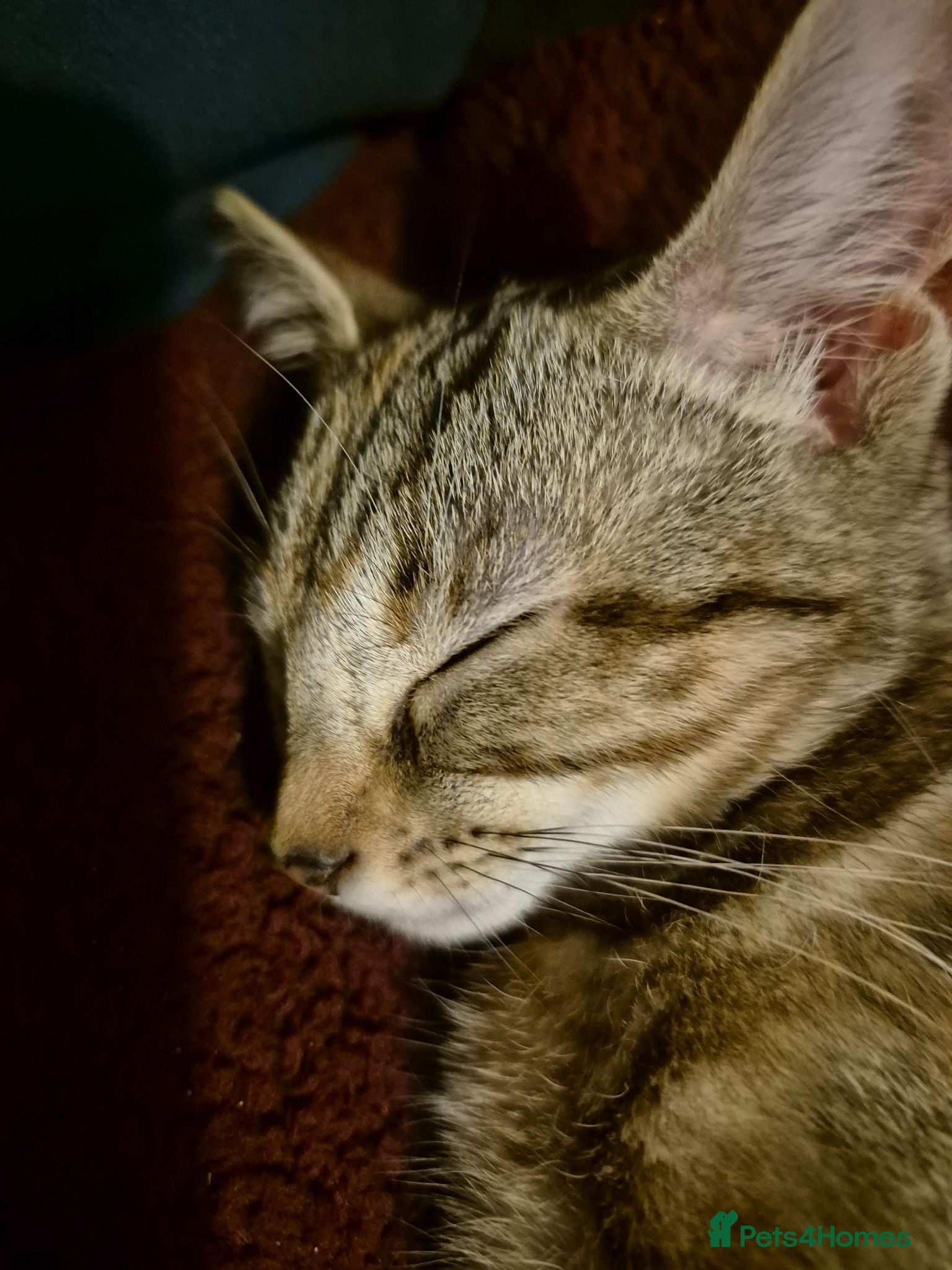 British Shorthair cats Tabby short-hair - 11 Months old - Advert 4