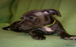 Staffordshire Bull Terrier dogs for sale: Blue Staffies - Image 6