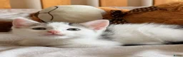 Mixed Breed cats for sale: Adorable Kittens Looking for Loving Homes - Advert 3