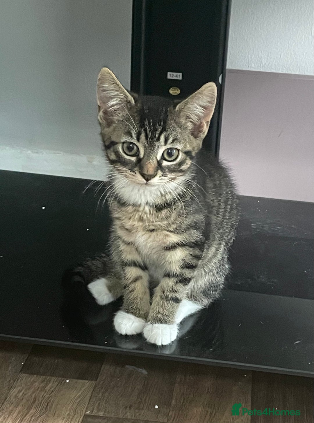 American Shorthair cats for sale: 3 KITTENS FOR SALE! READY TO LEAVE ASAP - Image 4