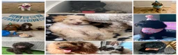 Cockapoo dogs for sale: 3 girl 2 boys May babies (July Home Time) - Advert 6