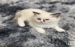 Ragdoll cats for sale: Fully Traceable Traditional Ragdoll Kittens - Advert 17