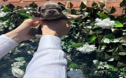 French Bulldog dogs for sale: Beautiful chunky frenchies - Image 3