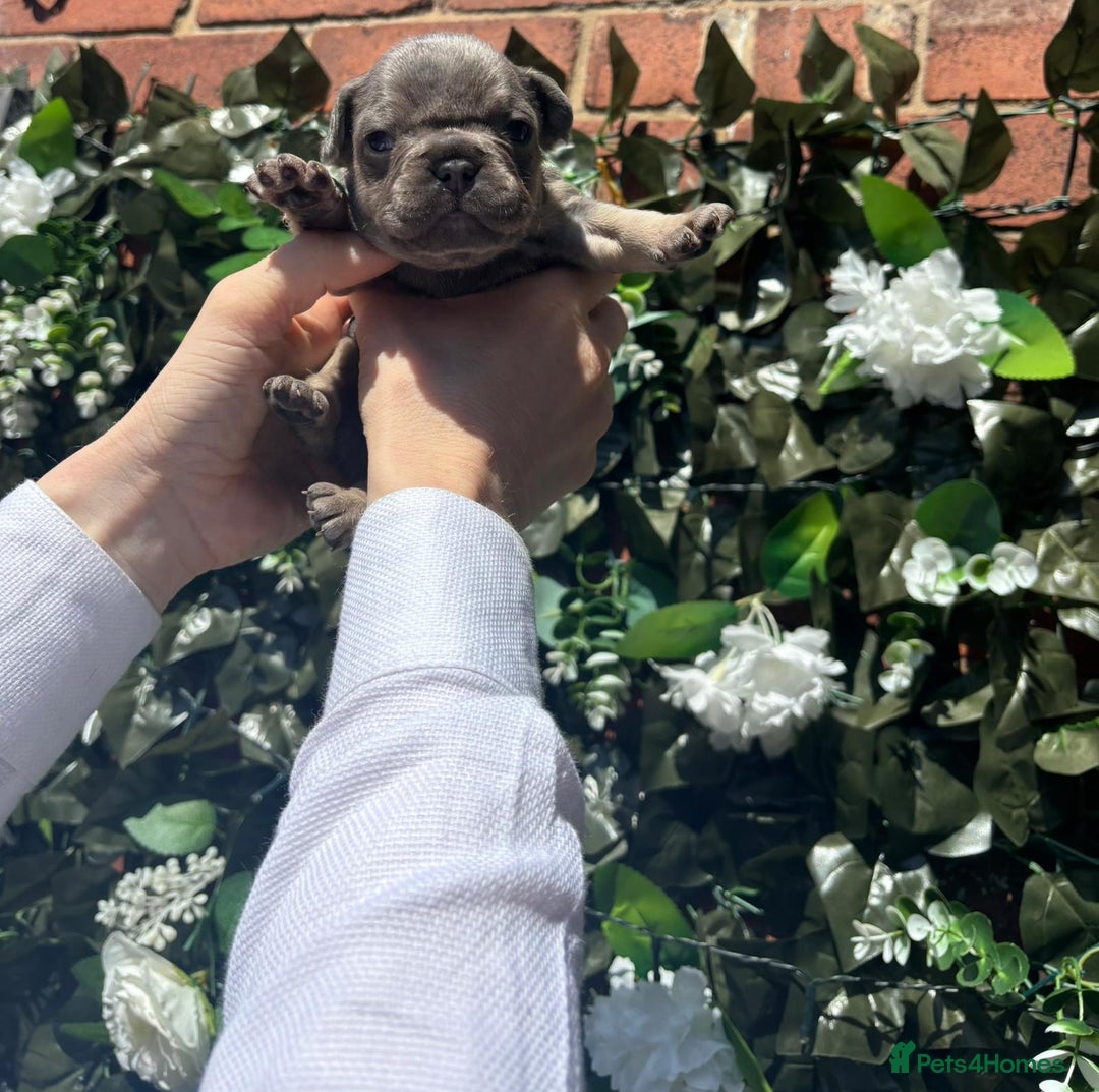 French Bulldog dogs for sale: Beautiful chunky frenchies - Image 3