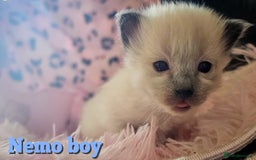Ragdoll cats for sale: Purebred Bluepoint kittens - Image 4
