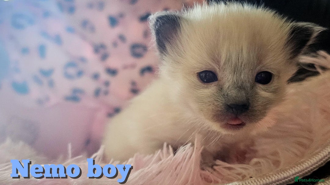 Ragdoll cats for sale: Purebred Bluepoint kittens - Image 4