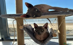 Sphynx cats for sale: Two beautiful boys  - Image 3