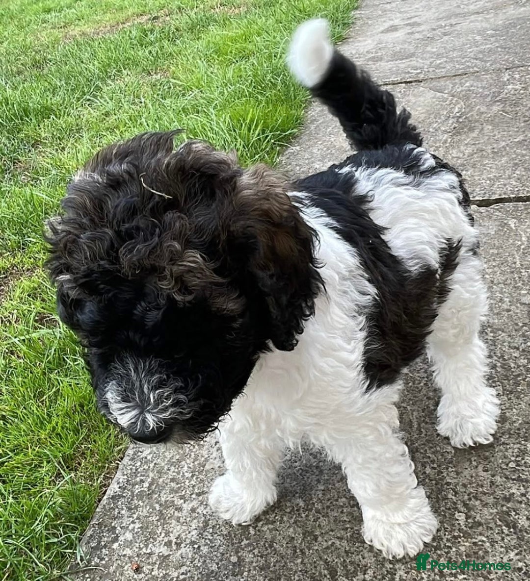 Mixed Breed dogs for sale: St Berdoodle ( St Bernard x Standard poodle) - Image 26