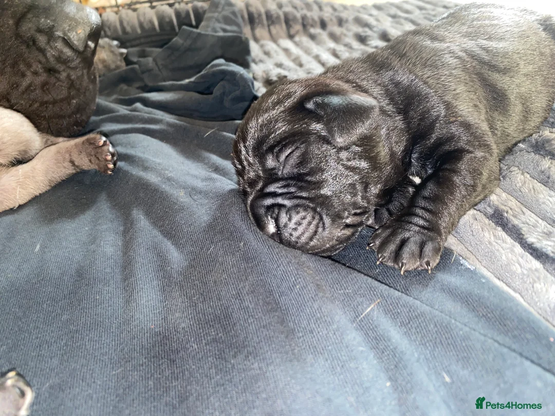 Cane Corso dogs for sale: Cane Corso Puppies Ready For Their New 🏡 🐾 - Advert 19